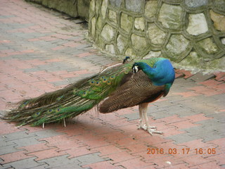 119 99h. Malaysia - Kuala Lumpur - KL Bird Park - peacock
