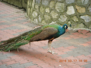 120 99h. Malaysia - Kuala Lumpur - KL Bird Park - peacock
