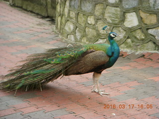 121 99h. Malaysia - Kuala Lumpur - KL Bird Park - peacock +++