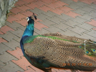 122 99h. Malaysia - Kuala Lumpur - KL Bird Park - peacock