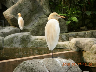 123 99h. Malaysia - Kuala Lumpur - KL Bird Park