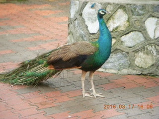 124 99h. Malaysia - Kuala Lumpur - KL Bird Park - peacock
