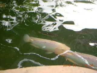 125 99h. Malaysia - Kuala Lumpur - KL Bird Park - fish in pond