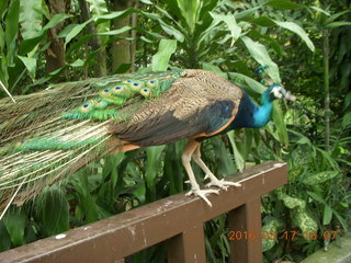 127 99h. Malaysia - Kuala Lumpur - KL Bird Park - peacock