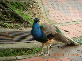 128 99h. Malaysia - Kuala Lumpur - KL Bird Park - peacock