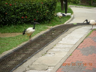 129 99h. Malaysia - Kuala Lumpur - KL Bird Park