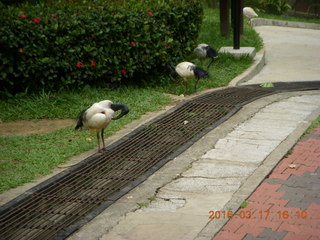 130 99h. Malaysia - Kuala Lumpur - KL Bird Park