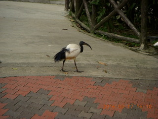 131 99h. Malaysia - Kuala Lumpur - KL Bird Park