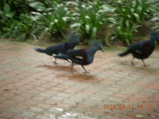 134 99h. Malaysia - Kuala Lumpur - KL Bird Park