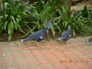 137 99h. Malaysia - Kuala Lumpur - KL Bird Park