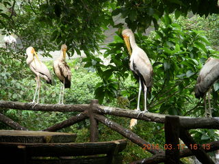138 99h. Malaysia - Kuala Lumpur - KL Bird Park