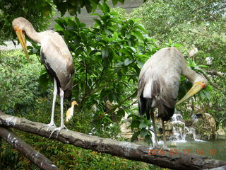 139 99h. Malaysia - Kuala Lumpur - KL Bird Park