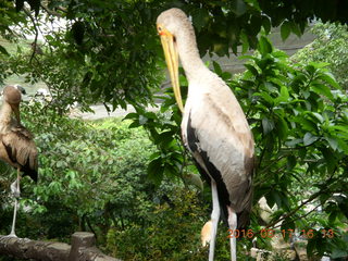 140 99h. Malaysia - Kuala Lumpur - KL Bird Park - pelican