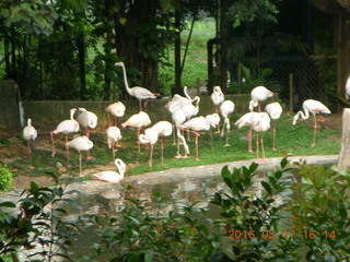 141 99h. Malaysia - Kuala Lumpur - KL Bird Park - flamingoes