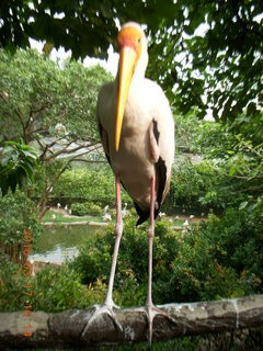 142 99h. Malaysia - Kuala Lumpur - KL Bird Park - pelican