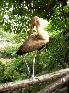 143 99h. Malaysia - Kuala Lumpur - KL Bird Park - pelican