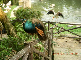 147 99h. Malaysia - Kuala Lumpur - KL Bird Park - landing bird