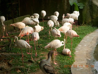 148 99h. Malaysia - Kuala Lumpur - KL Bird Park - flamingoes