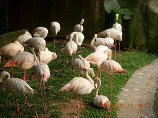 149 99h. Malaysia - Kuala Lumpur - KL Bird Park - flamingoes +++