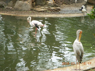 150 99h. Malaysia - Kuala Lumpur - KL Bird Park - flamingo