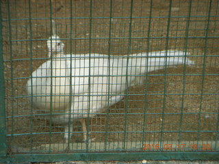 153 99h. Malaysia - Kuala Lumpur - KL Bird Park - white peahen