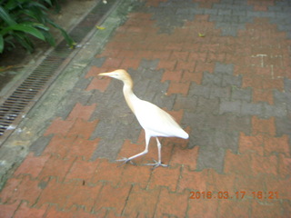 156 99h. Malaysia - Kuala Lumpur - KL Bird Park
