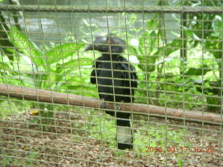 157 99h. Malaysia - Kuala Lumpur - KL Bird Park