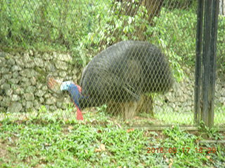 174 99h. Malaysia - Kuala Lumpur - KL Bird Park - cassowary