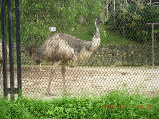 179 99h. Malaysia - Kuala Lumpur - KL Bird Park - emu
