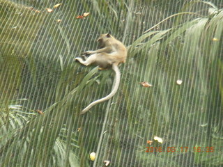 180 99h. Malaysia - Kuala Lumpur - KL Bird Park - monkey