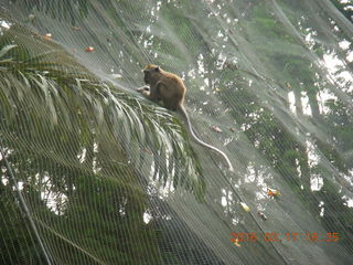 182 99h. Malaysia - Kuala Lumpur - KL Bird Park - monkey