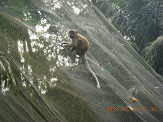 185 99h. Malaysia - Kuala Lumpur - KL Bird Park - monkey