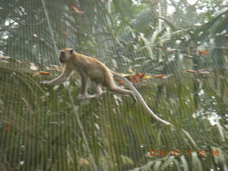 186 99h. Malaysia - Kuala Lumpur - KL Bird Park - monkey