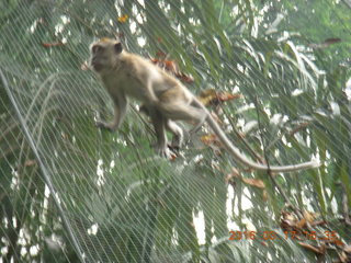 187 99h. Malaysia - Kuala Lumpur - KL Bird Park - monkey