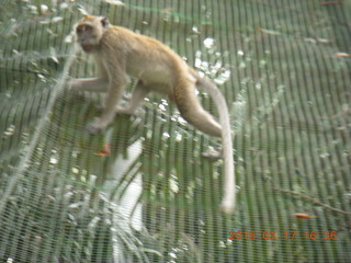 188 99h. Malaysia - Kuala Lumpur - KL Bird Park - monkey
