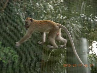 189 99h. Malaysia - Kuala Lumpur - KL Bird Park - monkey +++