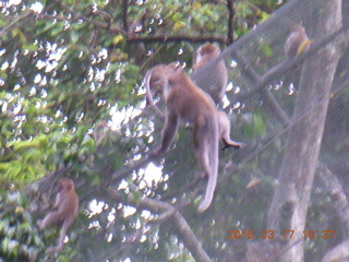190 99h. Malaysia - Kuala Lumpur - KL Bird Park - monkeys