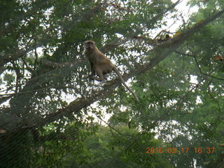 191 99h. Malaysia - Kuala Lumpur - KL Bird Park - monkey