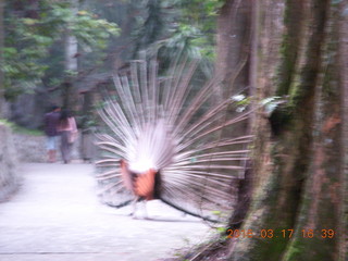 193 99h. Malaysia - Kuala Lumpur - KL Bird Park - blurry picture of fanned-tail peocock from behind (best I could get)