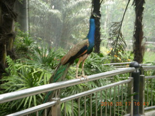 194 99h. Malaysia - Kuala Lumpur - KL Bird Park - peacock