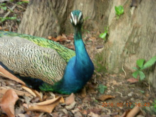 196 99h. Malaysia - Kuala Lumpur - KL Bird Park - peacock
