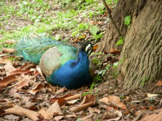 197 99h. Malaysia - Kuala Lumpur - KL Bird Park - peacock