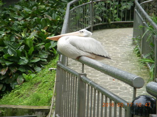 199 99h. Malaysia - Kuala Lumpur - KL Bird Park - pelican