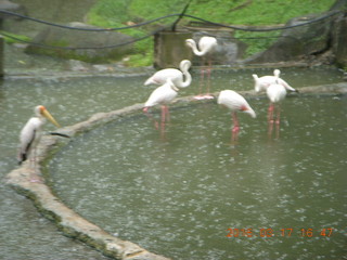 200 99h. Malaysia - Kuala Lumpur - KL Bird Park - flamingoes