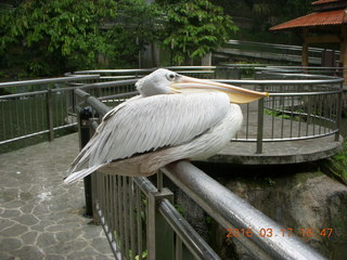 201 99h. Malaysia - Kuala Lumpur - KL Bird Park - pelican +++