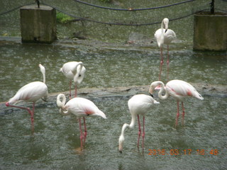 202 99h. Malaysia - Kuala Lumpur - KL Bird Park - flamingoes in the rain