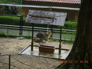 205 99h. Malaysia - Kuala Lumpur - KL Bird Park - emus