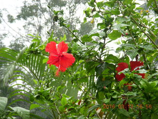 206 99h. Malaysia - Kuala Lumpur - KL Bird Park - flowers