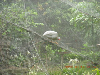 207 99h. Malaysia - Kuala Lumpur - KL Bird Park