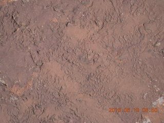 19 9cj. Zeb's dinosaur tour - footprints